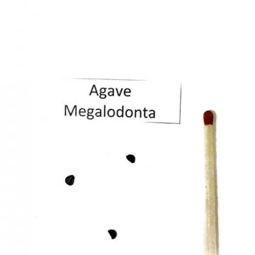 Agawa Ząb Rekina (Agave megaodonta)  nasiona