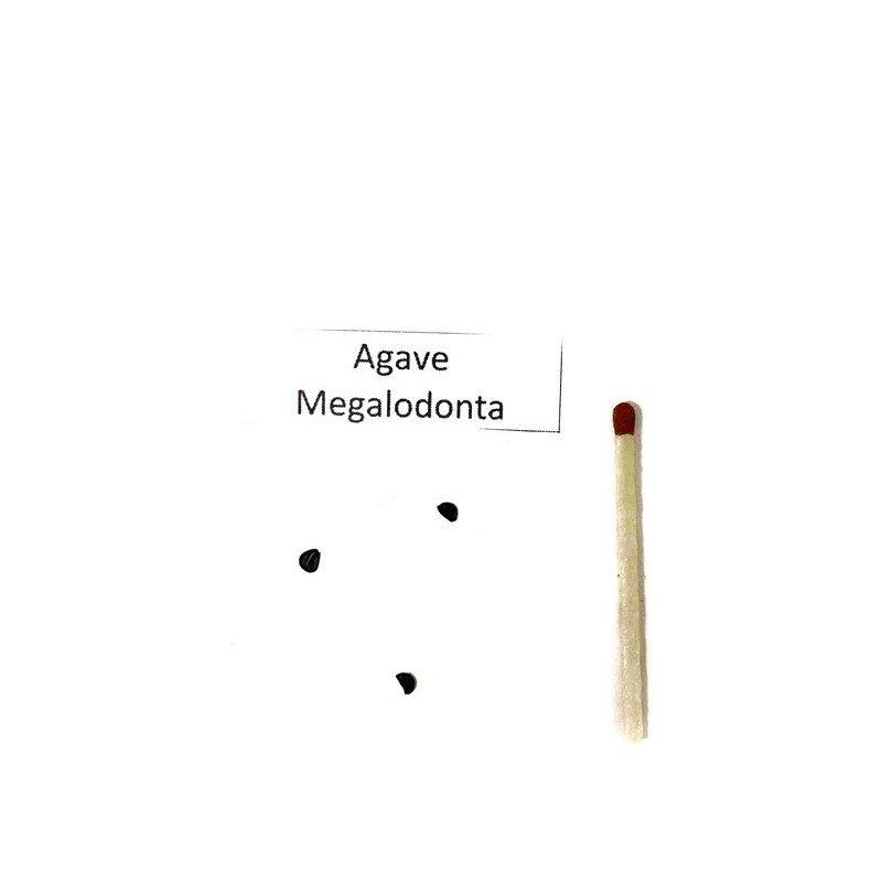 Agawa Ząb Rekina (Agave megaodonta)  nasiona
