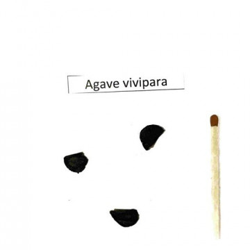 Agawa vivipara - 15 mrozoodporna (Agave vivipara) nasiona