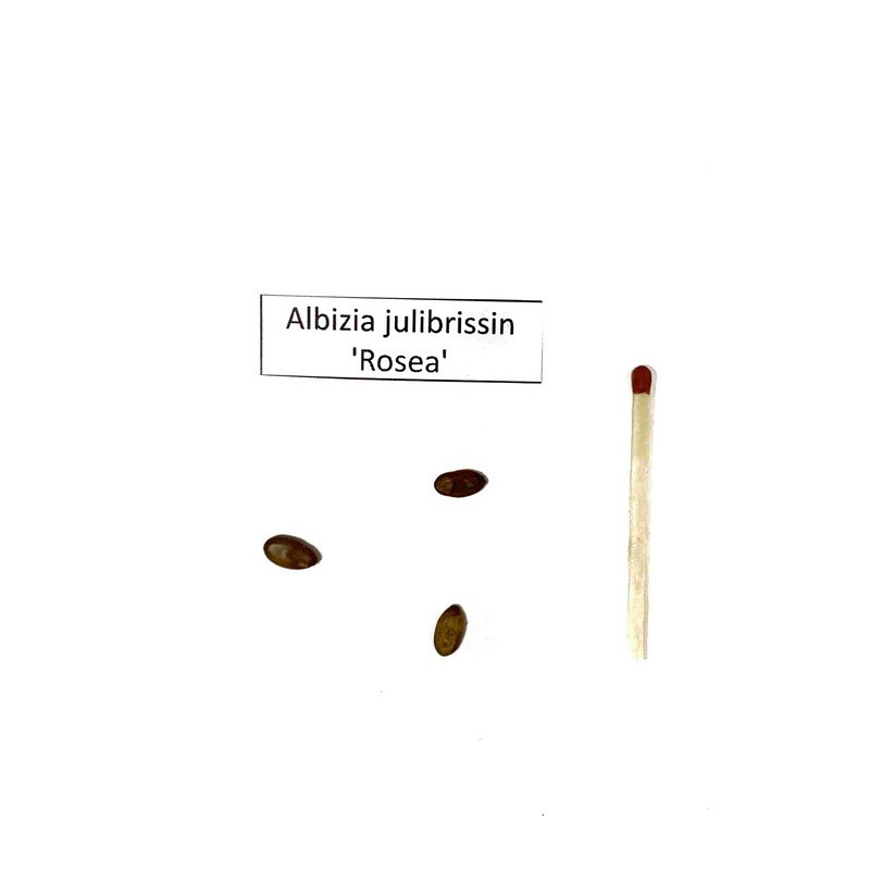 Albicja jedwabista (Albizia julibrissin) 3 nasiona