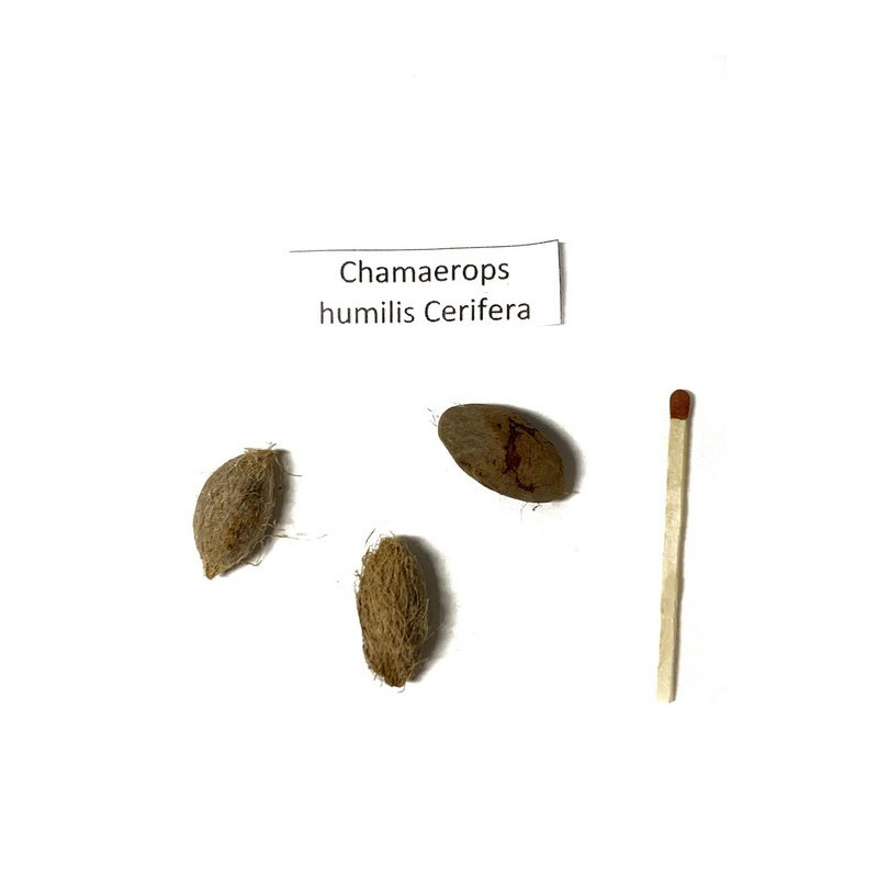 Karłatka niebieska (Chamaerops humilis 'Cerifera') bujna i łatwa w uprawia nasiona