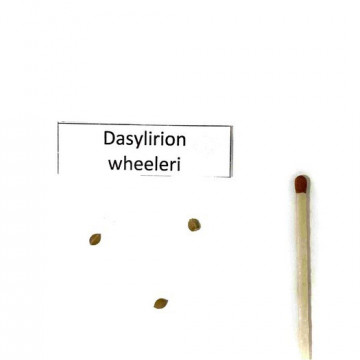 Dasylirion - niebieski sotol (Dasylirion wheelerii)  nasiona