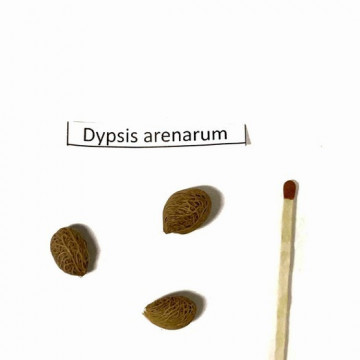 Palma piaskowa (Dypsis arenarum) 3 nasiona