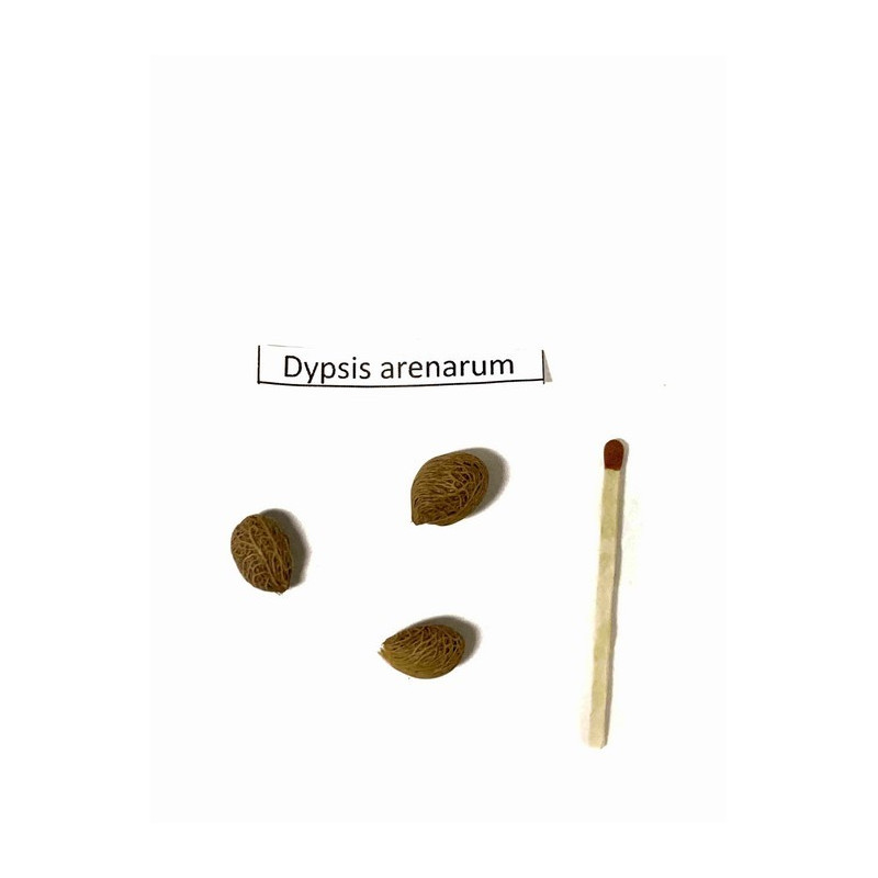 Palma piaskowa (Dypsis arenarum) 3 nasiona