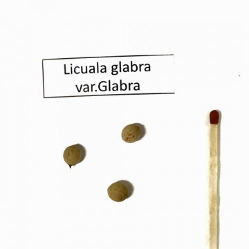Likuala gładka (Licuala glabra var. Glabra) 3 nasiona