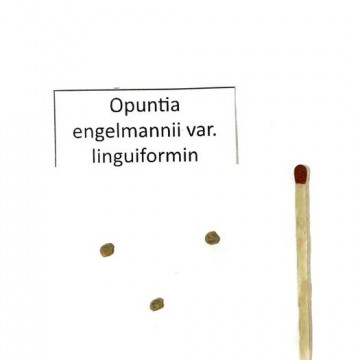 Opuncja 'Krowi język' (Opuntia engelmannii var. linguiformis) 3 nasiona
