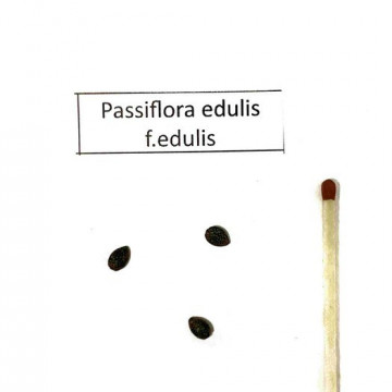 Męczennica, passiflora (Passiflora edulis var. edulis) 3 nasiona