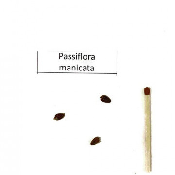 Czerwona passiflora (Passiflora manicata) 3 nasiona