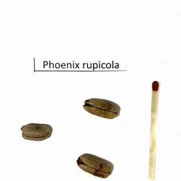 Daktylowiec z klifów (Phoenix rupicola) 3 nasiona