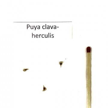 Puja - Maczuga Herkulesa (Puya clava-herculis)  nasiona