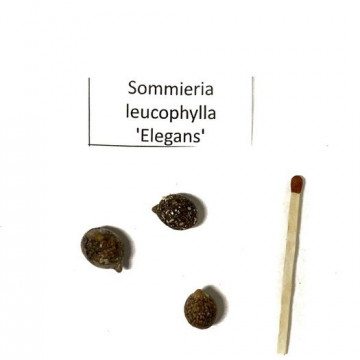 Sommieria (Sommieria leucophylla 'Elegans’) 1 nasiono