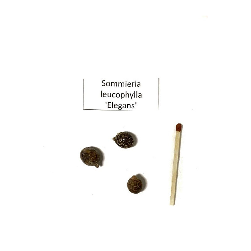 Sommieria (Sommieria leucophylla 'Elegans’) 1 nasiono