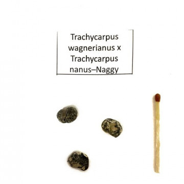 Szostkowiec Wagnera hybryda (Trachycarpus wagnerianus x Trachycarpus nanus) 1 nasiono