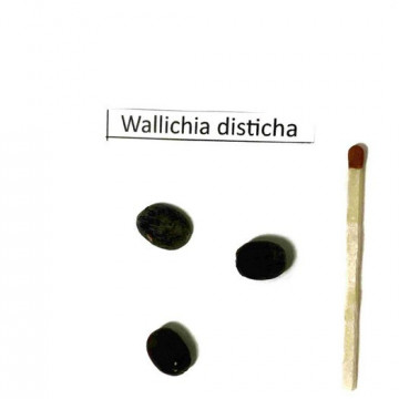 Palma Wallichia (Wallichia disticha) 3 nasiona