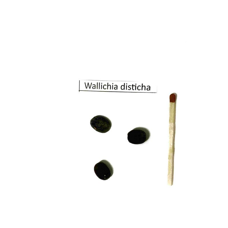 Palma Wallichia (Wallichia disticha) 3 nasiona