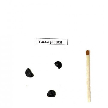 Juka sina (Yucca glauca) 3 nasiona