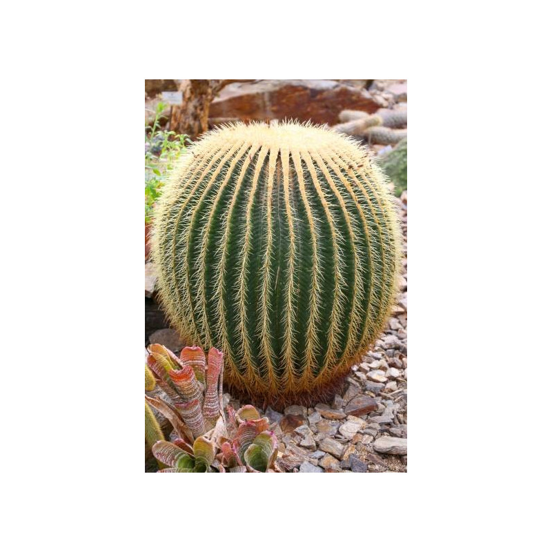 Echinokaktus Grusona, Fotel Teściowej (Echinocactus grusonii) 10 nasion