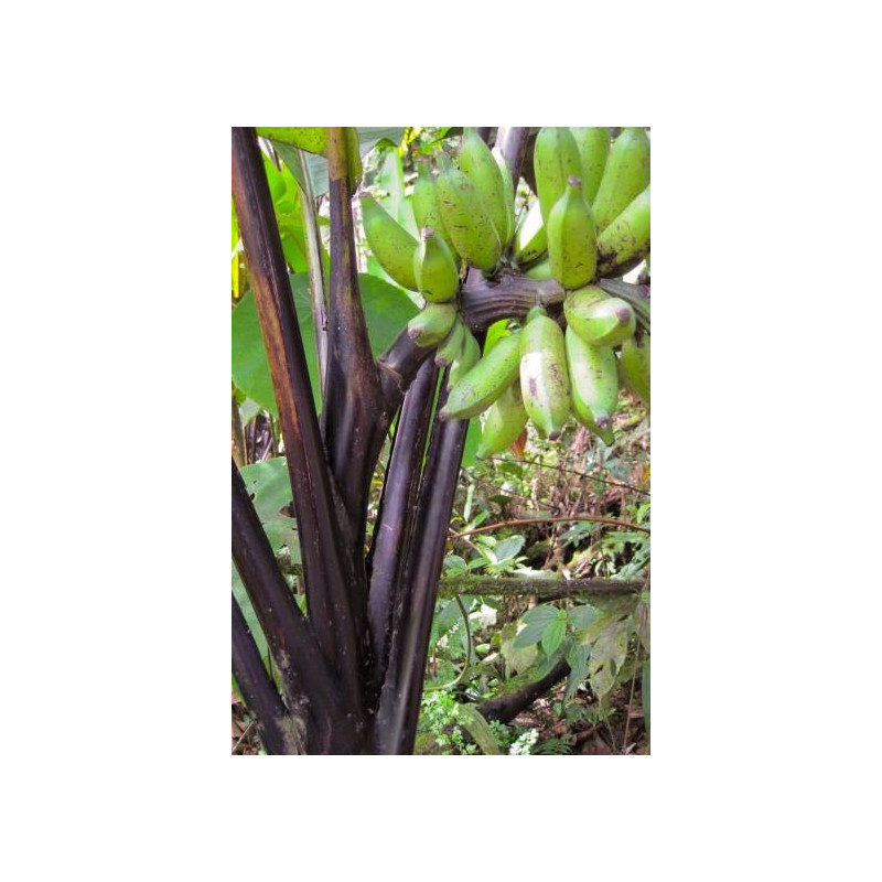 Banan (Musa acuminata Czarny banan (Musa textilis 'Ebony') 1 nasiono. siamea) 1 nasiono