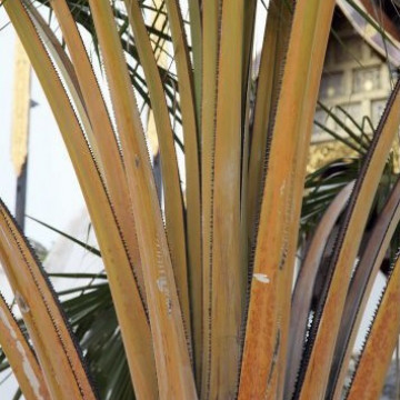 Palma kapuściana (Corypha utan) 3 nasiona