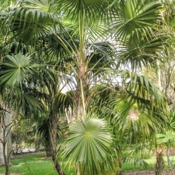 Palma z Florydy (Thrinax radiata)