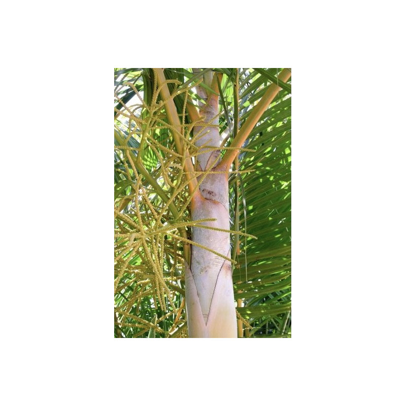 Areka żółtawa (Dypsis lutescens) 3 nasiona