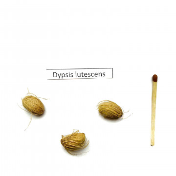 Areka żółtawa (Dypsis lutescens) 3 nasiona