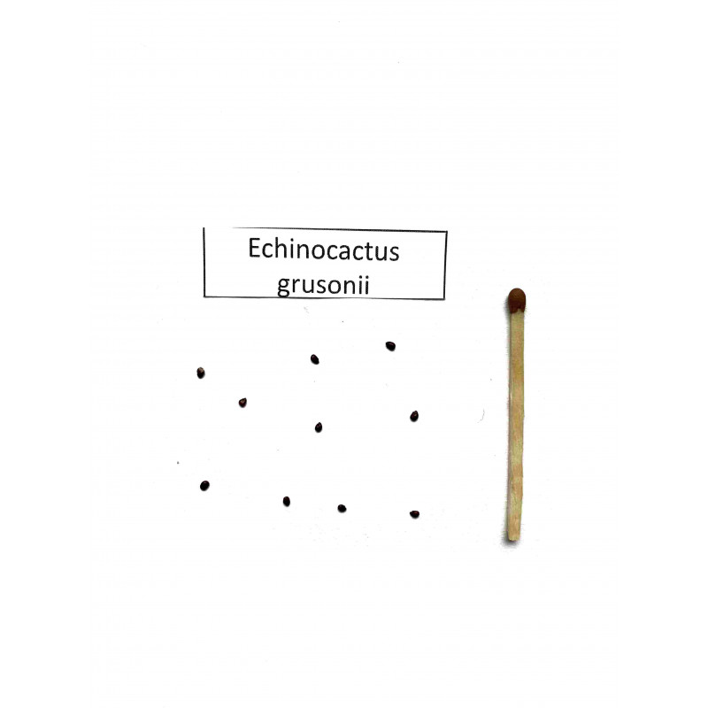 Echinokaktus Grusona, Fotel Teściowej (Echinocactus grusonii) 10 nasion