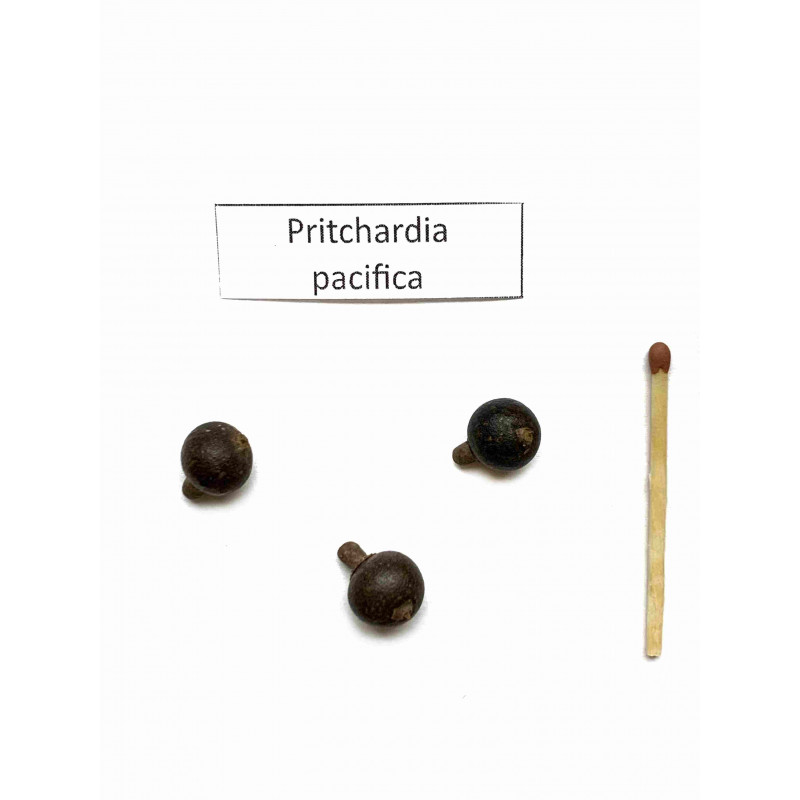 Palma z Fidżi Fiji (Pritchardia pacifica) 3 nasiona