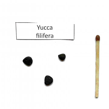 Juka nitkowata (Yucca filifera) 3 nasiona