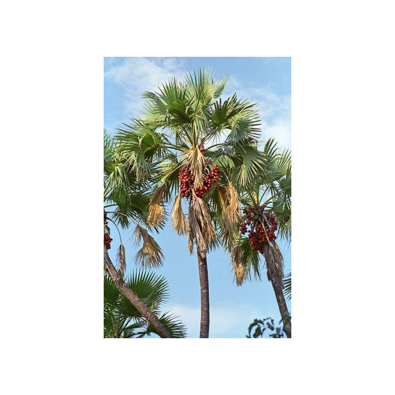 Widlica tebańska (Hyphaene thebaica) 1 nasiono palmy
