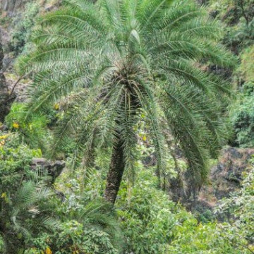 Daktylowiec górski (Phoenix loureiroi var. humilis) 3 nasiona palmy