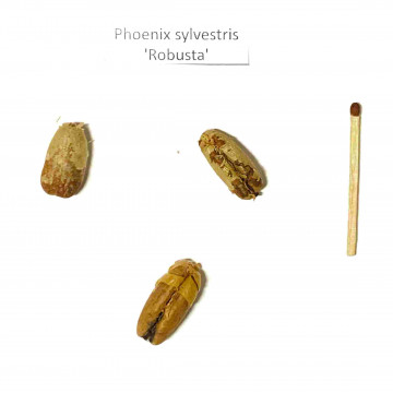 Srebrny daktylowiec leśny (Phoenix sylvestris 'Robusta’) 3 nasiona