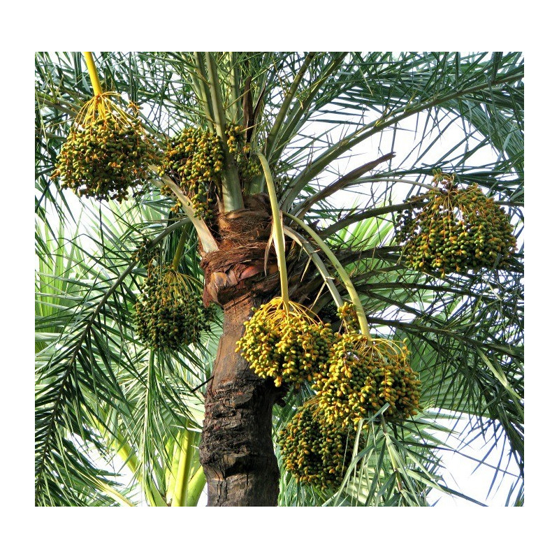 Palma daktylowa, daktylowiec właściwy (Phoenix dactylifera) 3 nasiona palmy