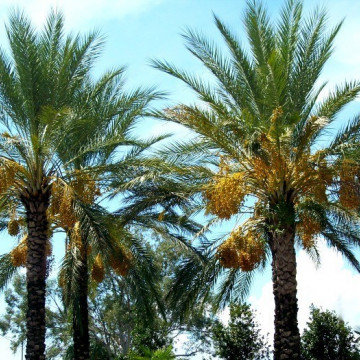 Palma daktylowa, daktylowiec właściwy (Phoenix dactylifera) 3 nasiona palmy