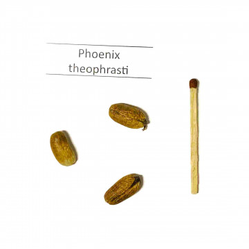 Daktylowiec kreteński (Phoenix theophrasti) 3 nasiona