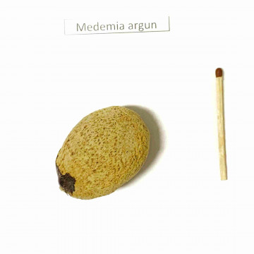 Medemia, Palma Pustyni Nubijskiej (Medemia argun) 1 nasiono palmy