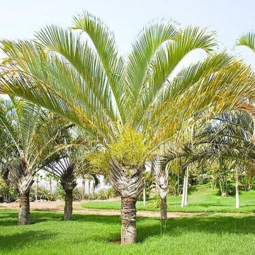Palma trójkątna (Dypsis decaryi) 3 nasiona