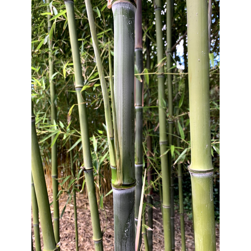 Bambus kadzidłowy (Phyllostachys atrovaginata) - zdjęcie poglądowe