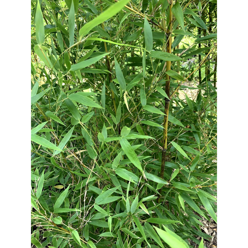 Bambus tygrysi (Phyllostachys nigra) 'Boryana' - zdjęcie poglądowe