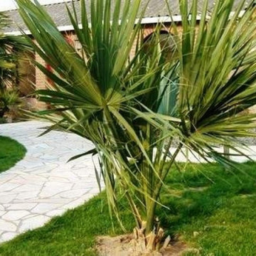 Palma sabalowa (Sabal minor) nasiona