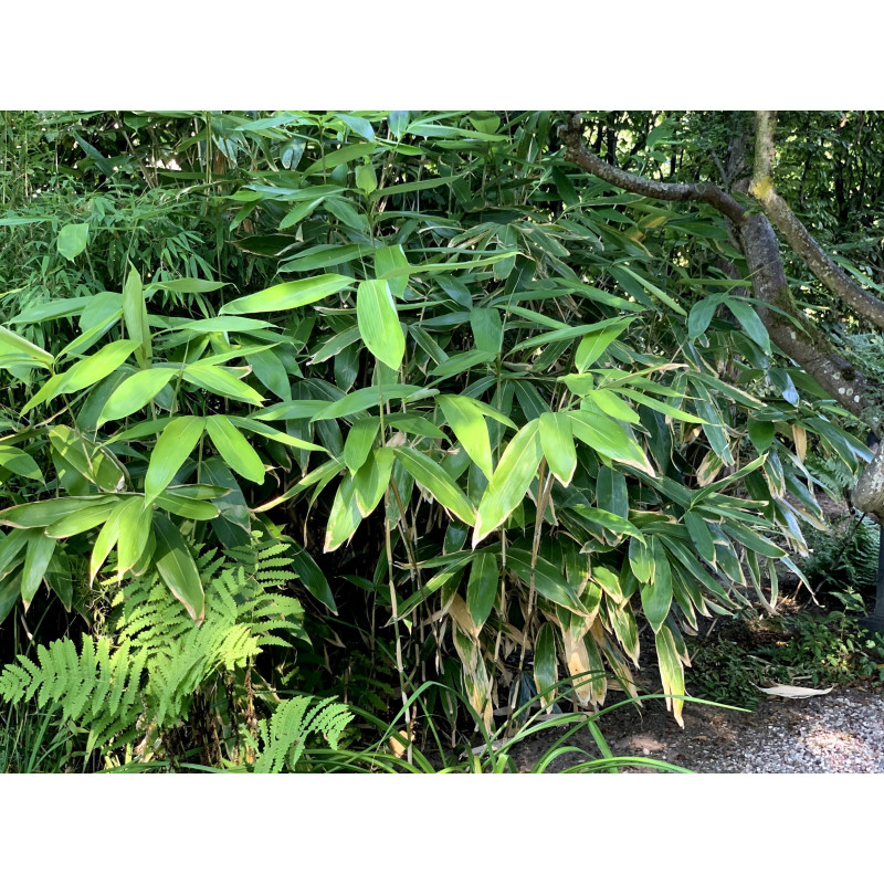 Bambus sasa szerokolistna (Sasa palmata) 'Nebulosa' - zdjęcie poglądowe