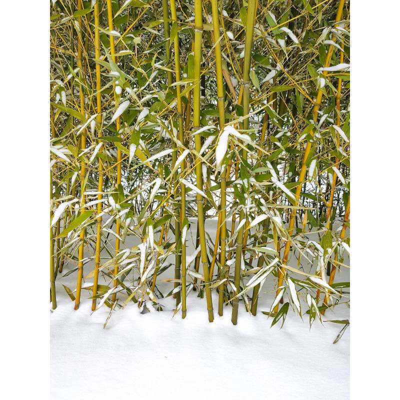Filostachys Bisseta (Phyllostachys bissetii) - bambus drzewiasty mrozoodorny