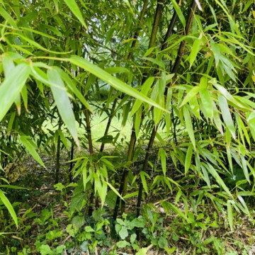 Czarny bambus ogrodowy (Phyllostachys nigra) - zdjęcie poglądowe - bambus mrozoodporny drzewiasty