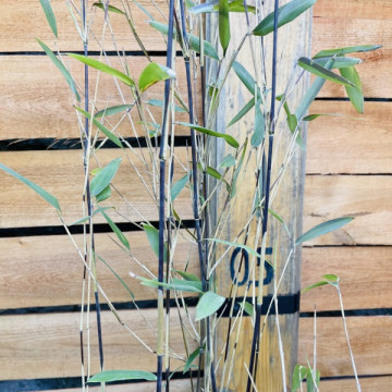 Bambus Fargesia demissa gerry fargezja - zdjęcie poglądowe
