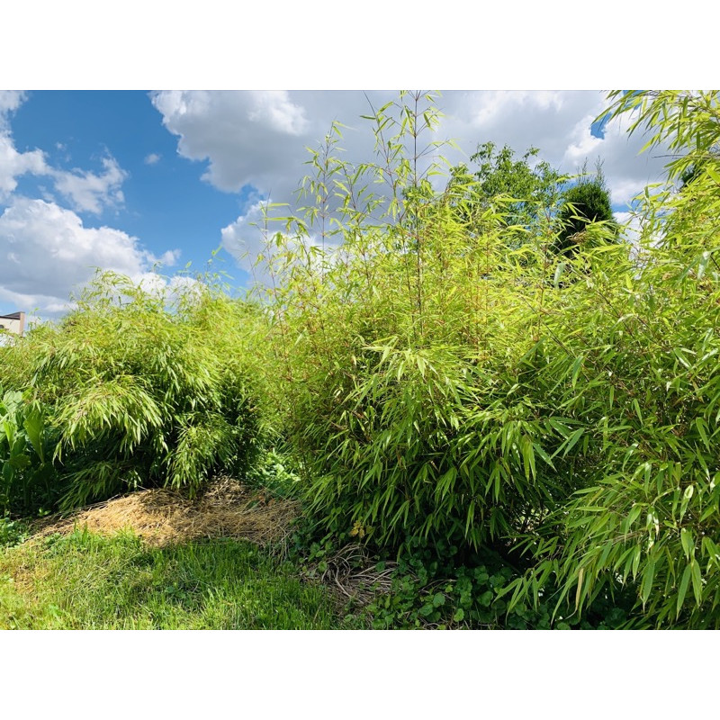Fargesia rdzawa (Fargesia rufa) - sadzonka bambus kępowy ogrodowy