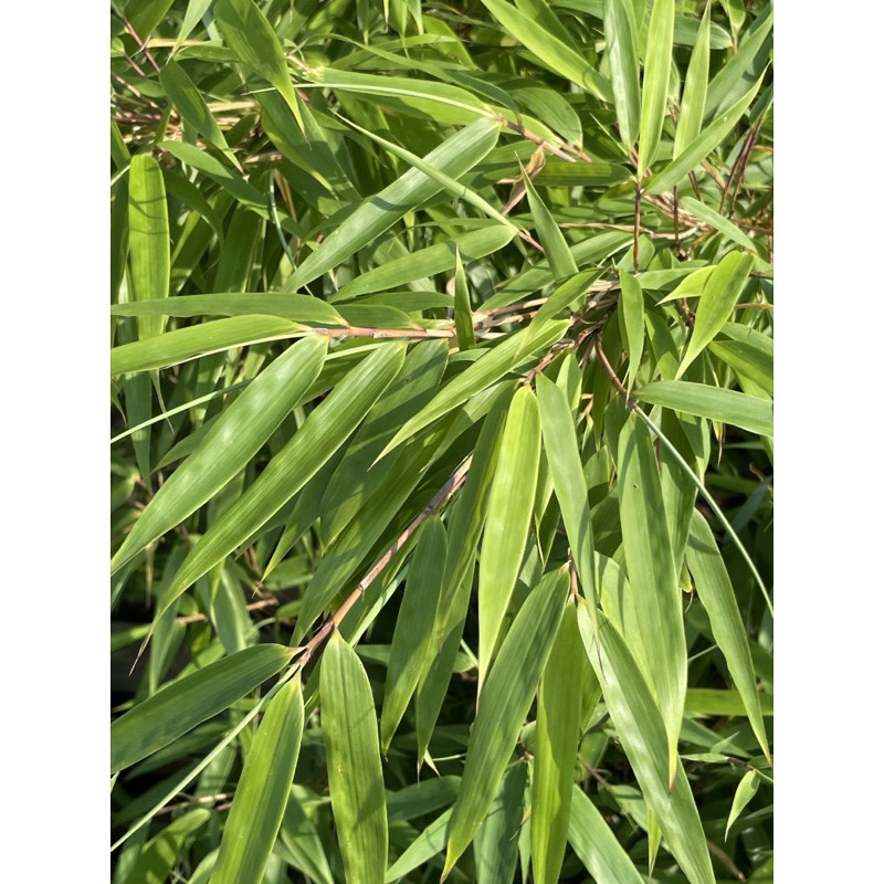 Fargesia rdzawa (Fargesia rufa) - bambus kępowy ogrodowy