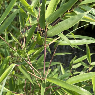Fargesia rdzawa (Fargesia rufa) - bambus kępowy ogrodowy