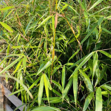 Fargezja olbrzymia 'Wolong' (Fargesia robusta 'Wolong') - zdjęcie poglądowe bambus kępowy ogrodowy