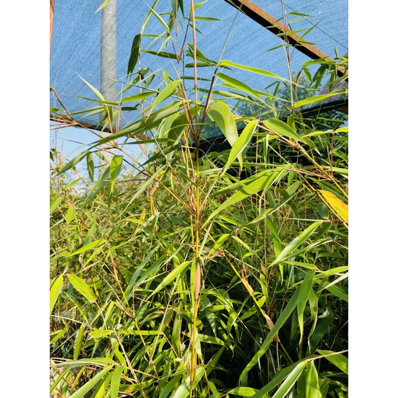 Fargezja olbrzymia 'Wolong' (Fargesia robusta 'Wolong') - zdjęcie poglądowe bambus kępowy ogrodowy