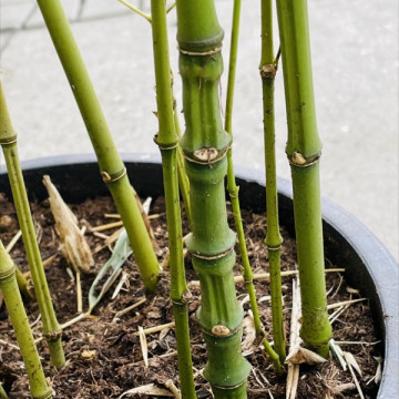 Bambus złocisty (Phyllostachys aurea) - zdjęcie poglądowe - bambus drzewiasty ogrodowy